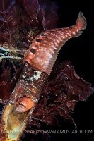 Slippery Butterfish. UK