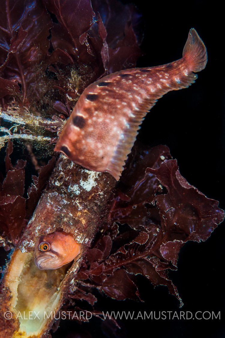 Slippery Butterfish. UK