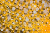 Amphipod On Soft Coral. UK