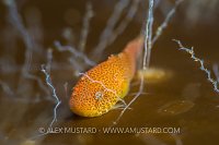 Yellow Snailfish. UK