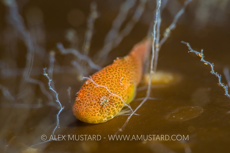 Yellow Snailfish. UK