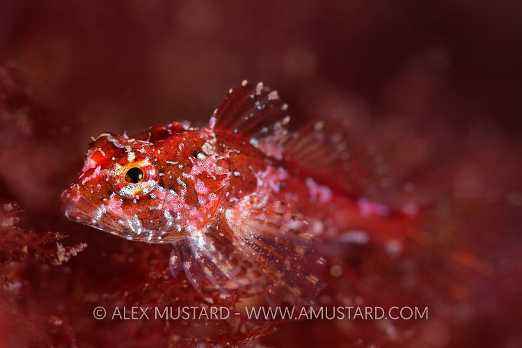 Scorpionfish In Red. UK