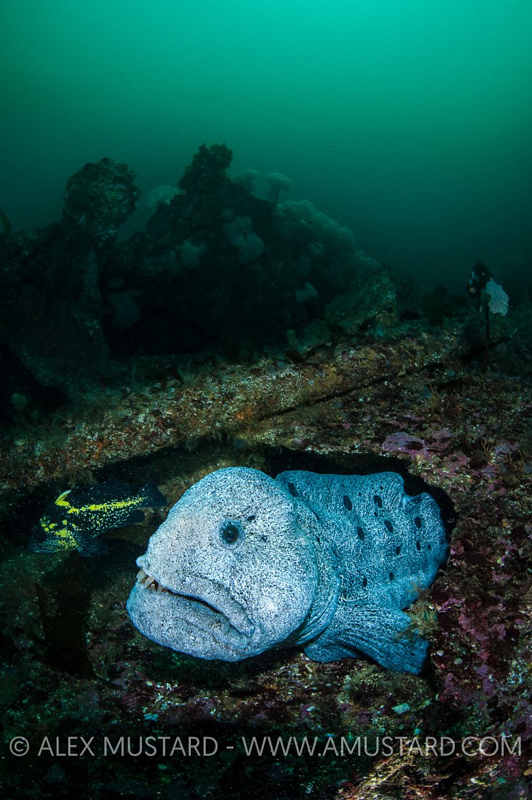 A adult male wolf eel (wolf-eel: Anarrhuchthys ocellatus) hides amongst a wreck. Browning Pass, Port Hardy, Vancouver Island, British Columbia, Canada. Queen Charlotte Strait, North East Pacific Ocean