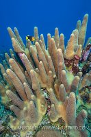 Pillar Coral. Cayman Islands