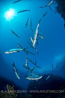 Tarpon Gang. Cayman Islands