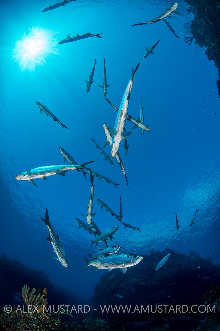 Tarpon Gang. Cayman Islands