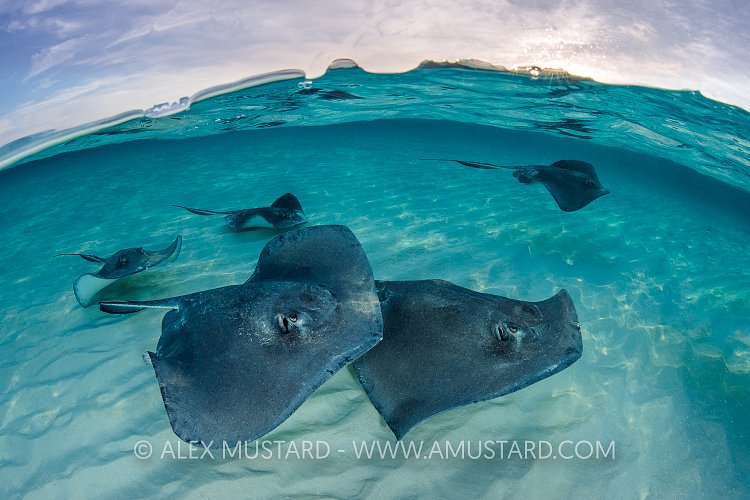 Stingray School. Cayman Islands