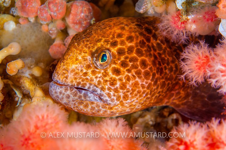 Juvenile Wolf Eel. Canada