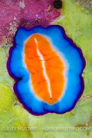 Flatworm On Reef. Maldives