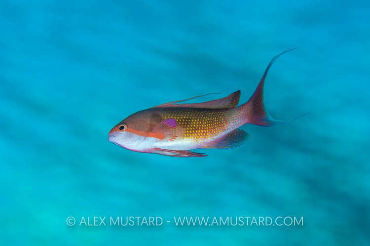Anthias DIsplay. Egypt