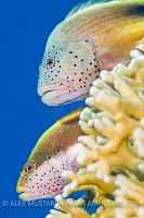 Forsters Hawkfish Pair. Egypt
