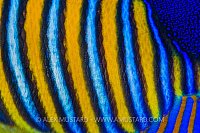 Angelfish Pattern. Egypt