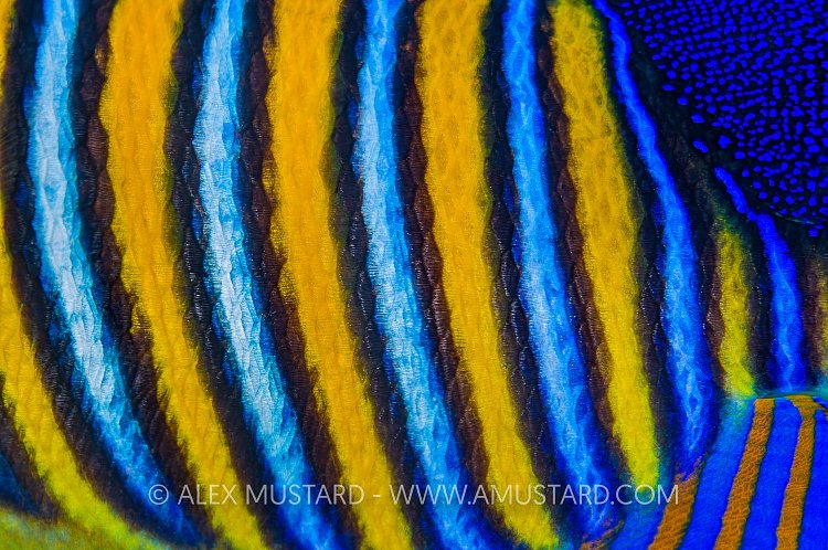 Angelfish Pattern. Egypt