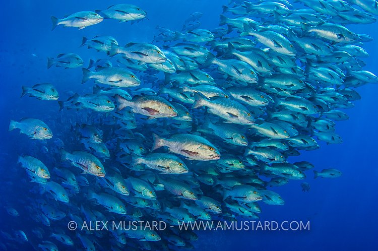 Snapper School. Egypt