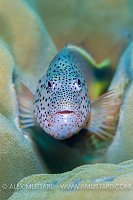 Waiting Hawkfish. Egypt