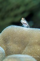 Posing Blenny. Egypt