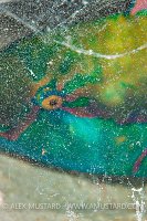 Parrotfish In Cocoon. Egypt