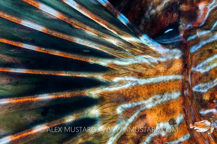 Lionfish Fin. Egypt