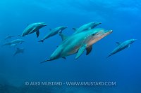 Dolphins Over Wreck. Egypt