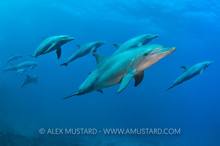 Dolphins Over Wreck. Egypt