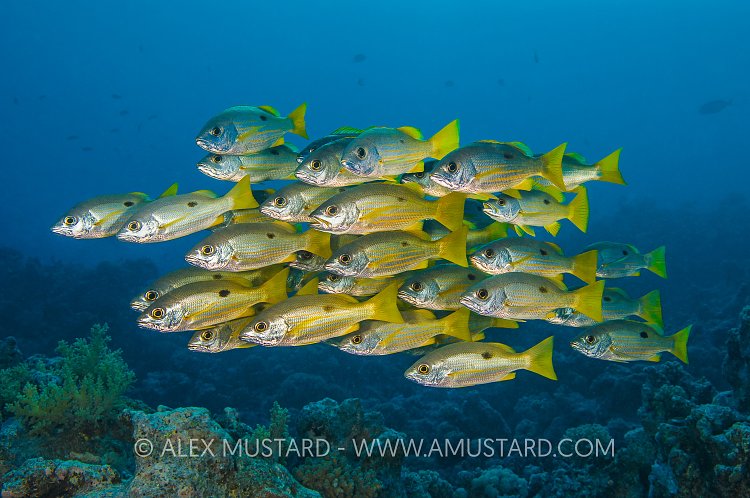 Group of Snappers. Egypt