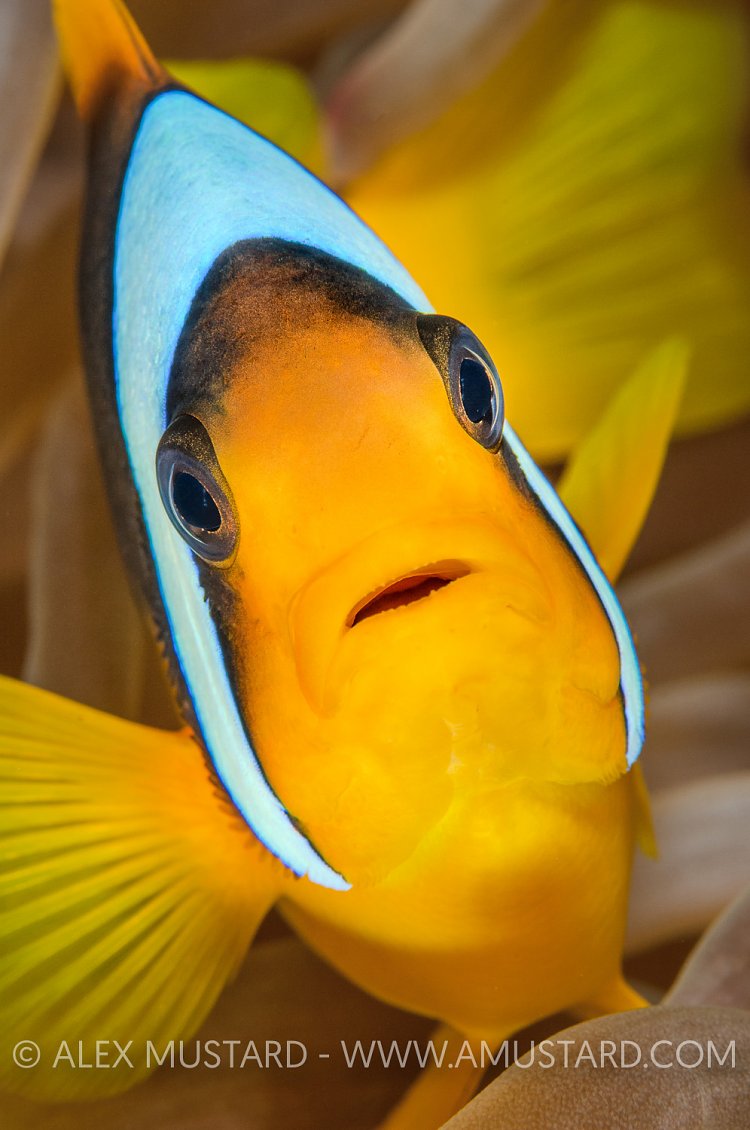 Anemonefish Portrait. Egypt