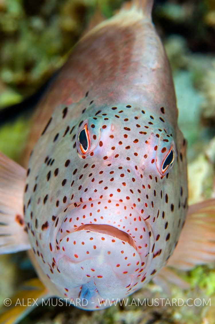 Forsters Hawkfish. Egypt