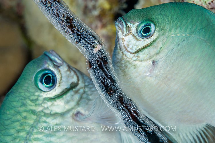 Spawning Damselfish. Egypt