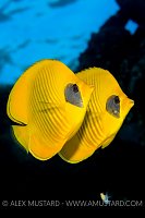 Masked Butterfly Pair. Egypt