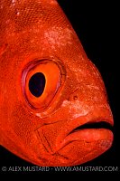 Bigeye Portrait. Egypt