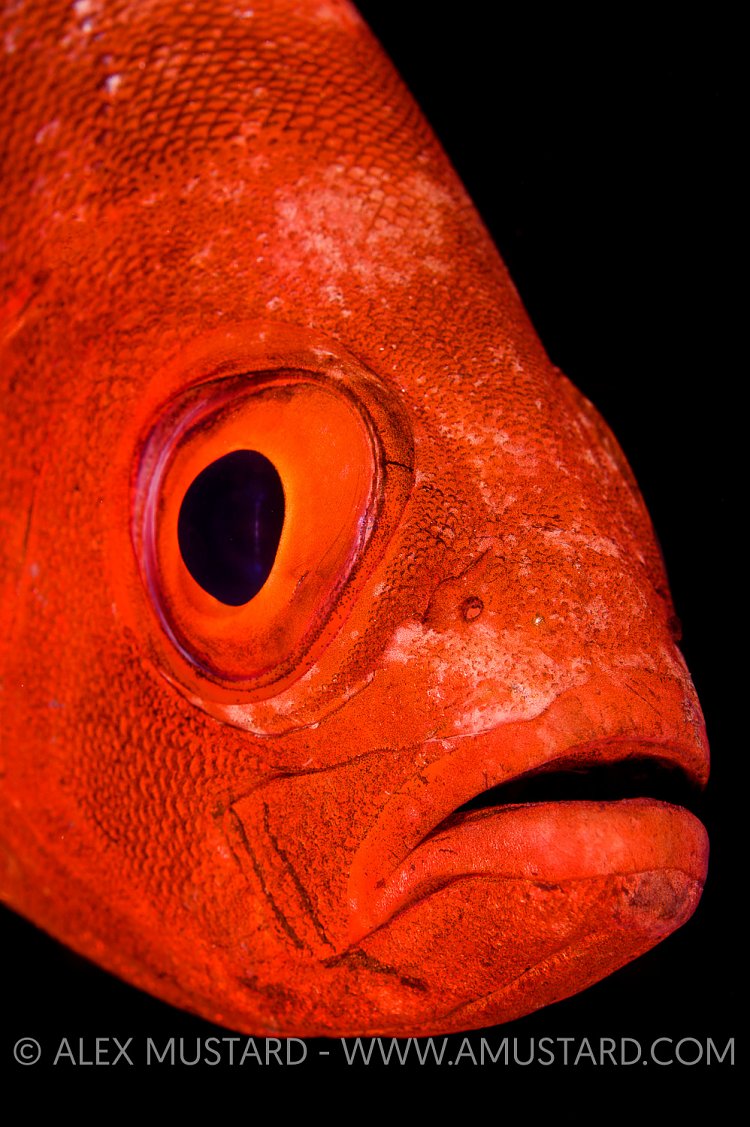 Bigeye Portrait. Egypt