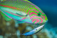 Cleaning Station. Egypt.