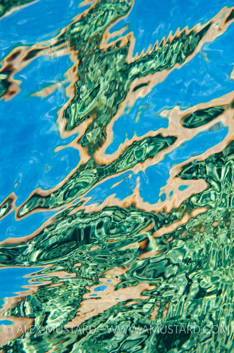 Reef Reflections. EGypt.