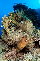 Moray Eel In Reef. Egypt