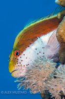 Hawkfish Ambush. Egypt