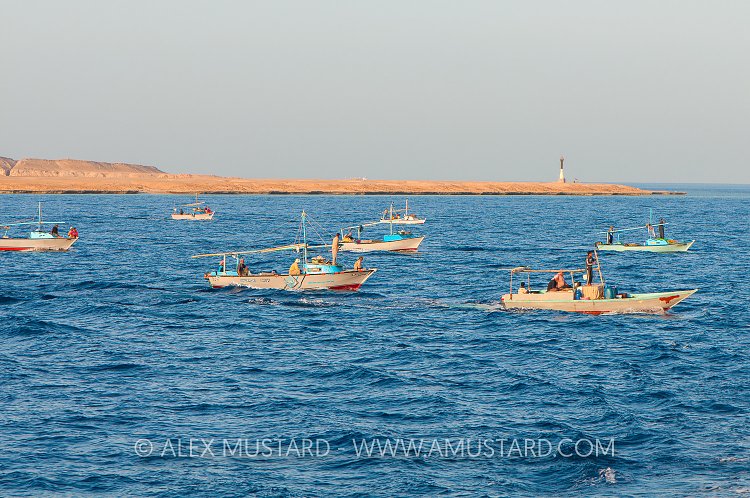 Fishermen Gather. Egypt