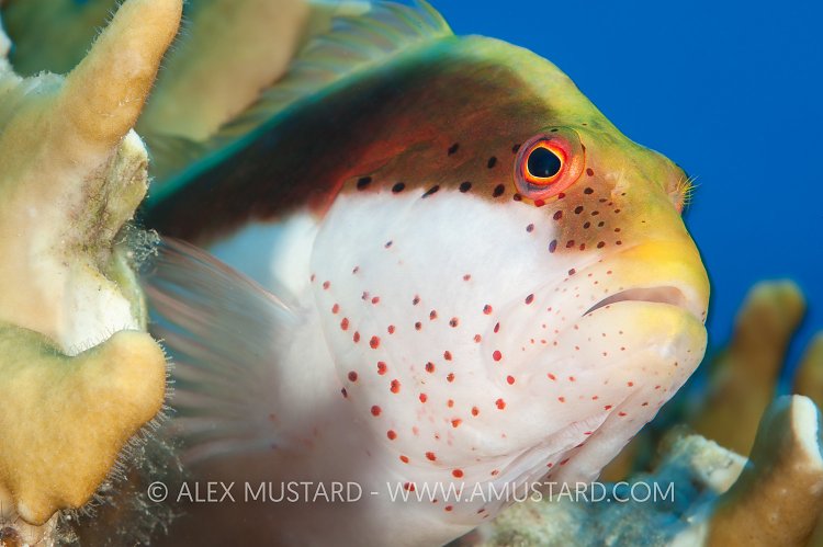 Hawkfish Ambush. Egypt
