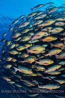 Schooling Snappers. Egypt