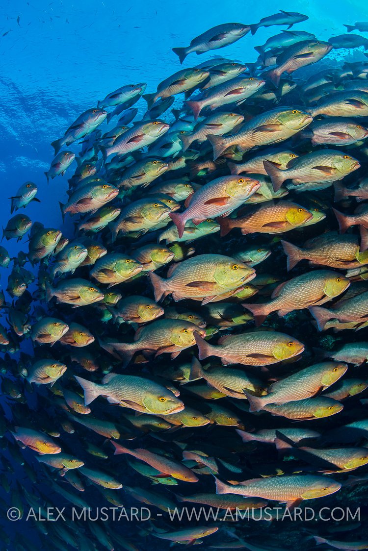 Schooling Snappers. Egypt