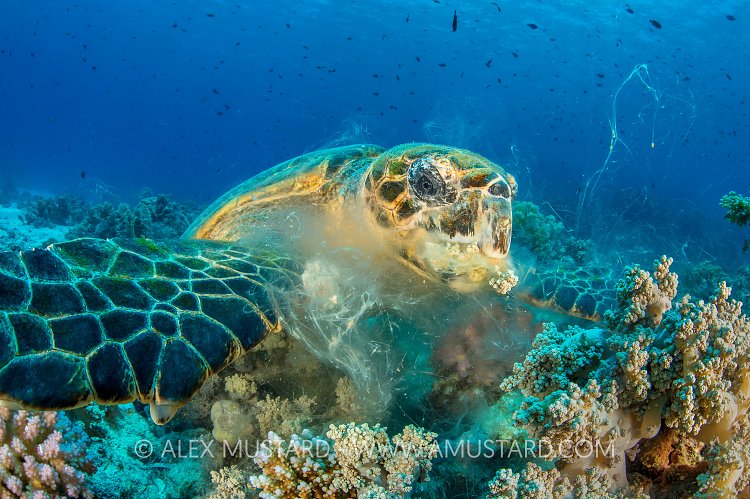 Feasting Turtle. Egypt