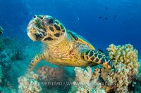 Feasting Turtle. Egypt