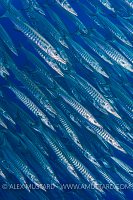 Barracuda School. Egypt