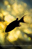 Anthias Silhouette. Egypt