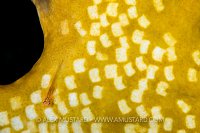 Goby On Coral. Egypt