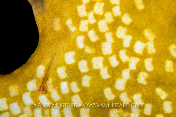 Goby On Coral. Egypt