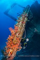 Diver On Giannis D. Egypt