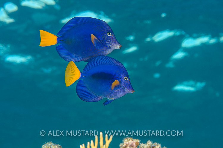 Tang Courtship. Egypt.