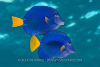 Tang Courtship. Egypt.