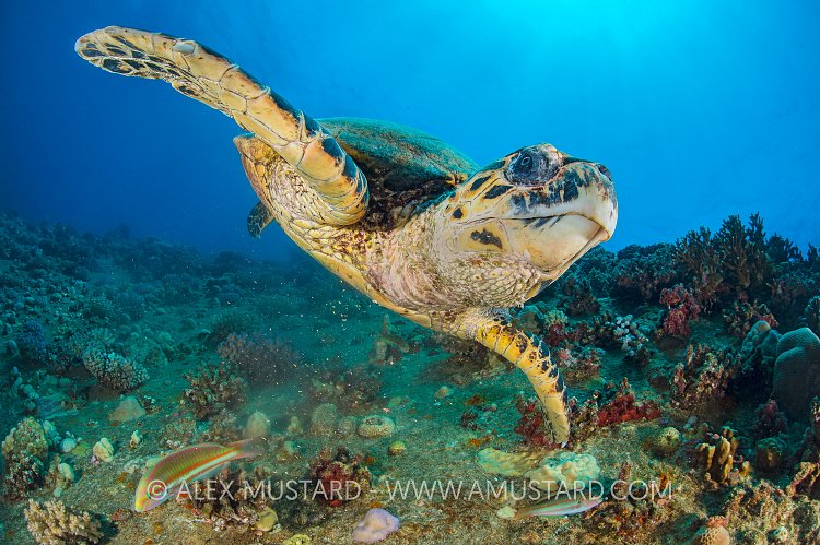 Turtle On Wreck. Egypt