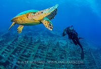 Hawksbill On Wreck. Egypt